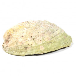 Coquillage Abalone Arc-en-ciel