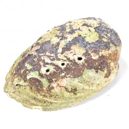 Coquillage Abalone Arc-en-ciel
