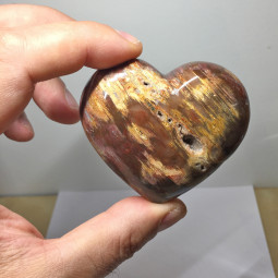 Coeur en Bois Fossile