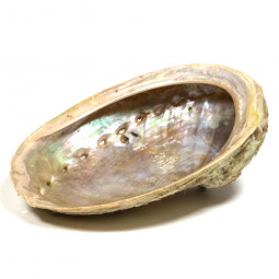 Coquillage Abalone