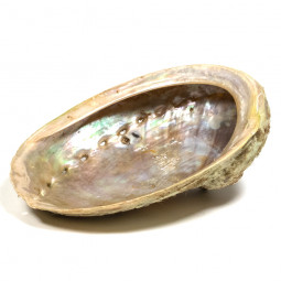 Coquille d'Ormeau