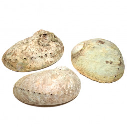 Coquille d'Ormeau
