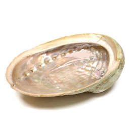 Coquille d'Ormeau