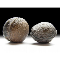 Moquis Balls Taille XXL - 150/170 grammes