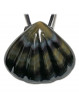 Pendentif Coquille Saint-Jacques en Obsidienne Oeil Céleste